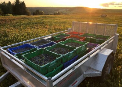 Quinn Farms Wild Blueberries