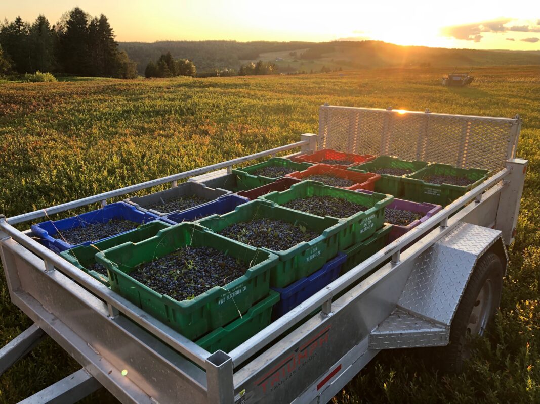 Quinn Farms Wild Blueberries